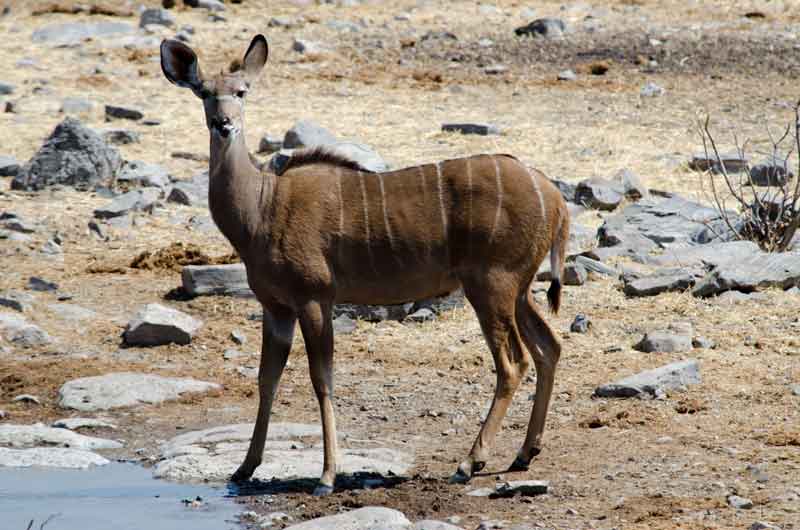 201 - Namibia - antilope Kudu - parque nacional de Etosha